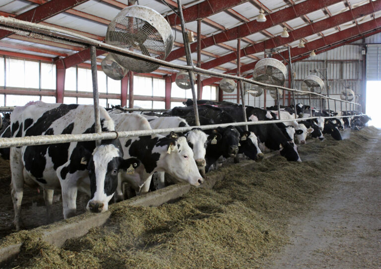 In this Thursday, Jan. 12, 2017, photo, some of the 1,600 milking cows of the Turner County Dairy eat inside a barn in Parker, S.D.  (AP Photo/Regina Garcia Cano) (AP)