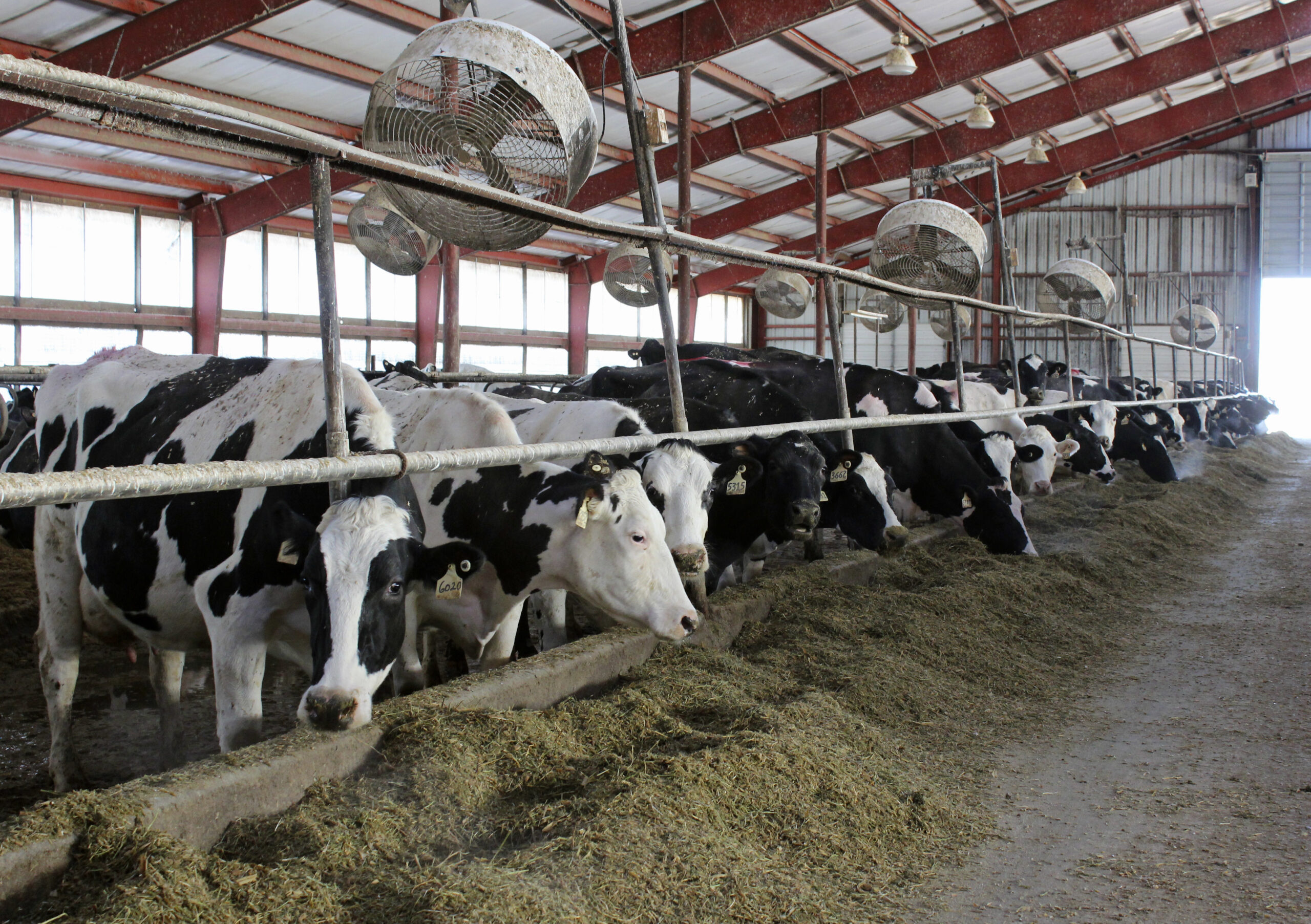 In this Thursday, Jan. 12, 2017, photo, some of the 1,600 milking cows of the Turner County Dairy eat inside a barn in Parker, S.D.  (AP Photo/Regina Garcia Cano) (AP)