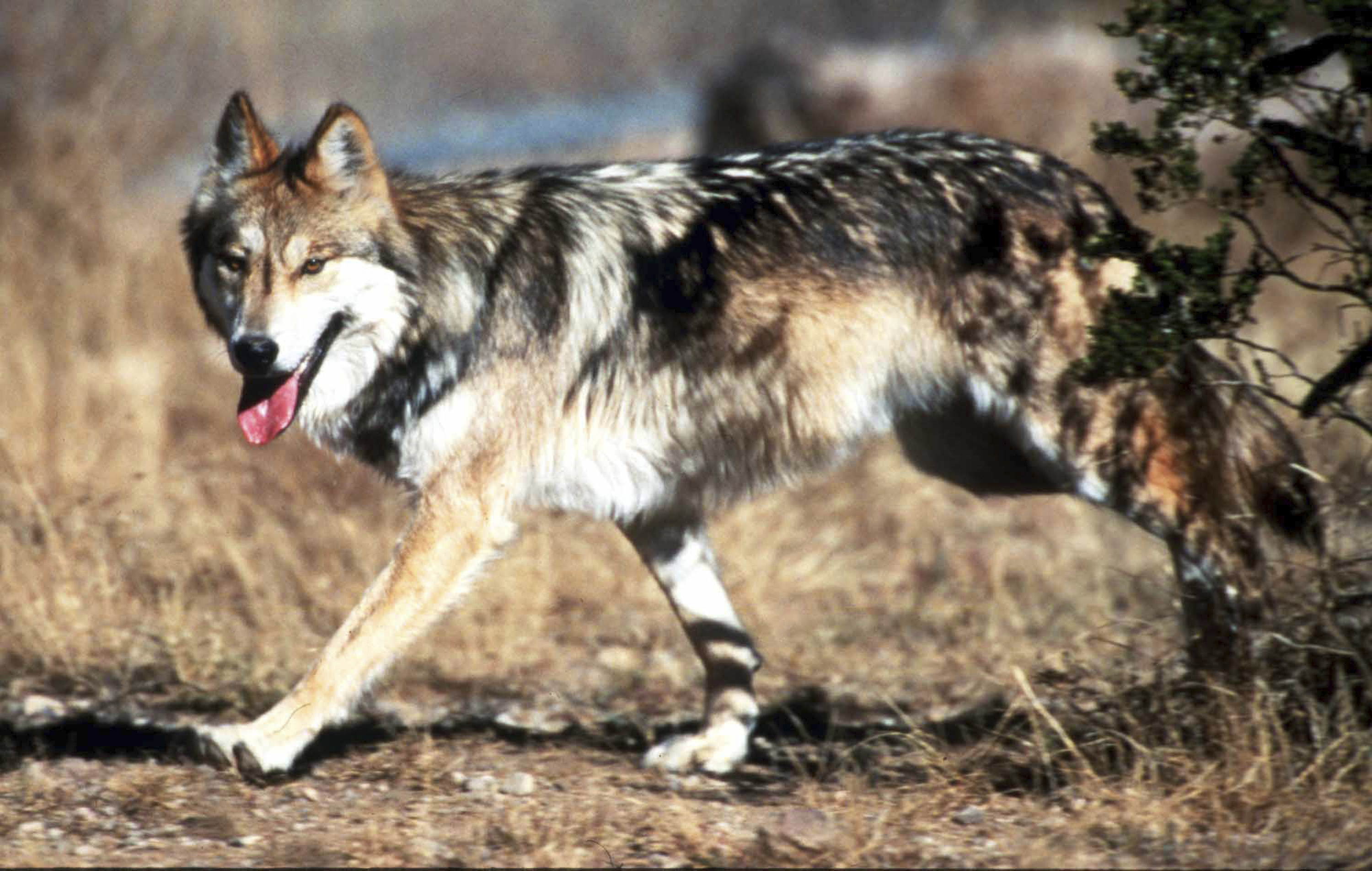 FILE - In this undated file photo provided by the U.S. Fish and Wildlife Service, a Mexican gray wolf leaves cover at the Sevilleta National Wildlife Refuge, Socorro County, N.M. (Jim Clark/U.S. Fish and Wildlife Service via AP, File) (AP)
