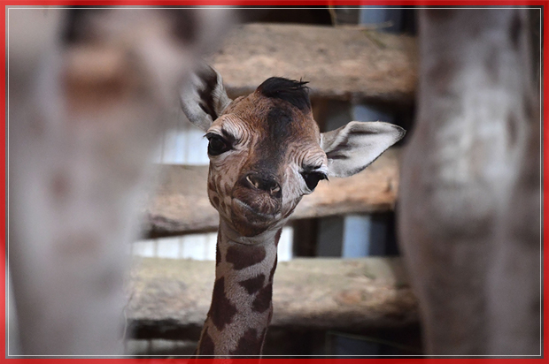 A three-day young giraffe baby is pictured between its mother Santana's legs in the 'Giraffe House' at the Zoo and Botanic Garden of Budapest on January 3, 2017.
The baby giraffe was born on January 1, 2017. / AFP / ATTILA KISBENEDEK        (Photo credit should read ATTILA KISBENEDEK/AFP/Getty Images) (Afp/getty Images)