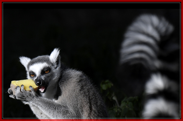 A lemur eats a hot potato on January 9, 2017 at the Bioparco (zoo) in Rome. Hot potatoes were distributed to animals today at the Bioparco in Rome as a cold wave hits Italy since a week with unusual snowfalls in the southern region of Puglia.  / AFP / TIZIANA FABI        (Photo credit should read TIZIANA FABI/AFP/Getty Images) (Afp/getty Images)