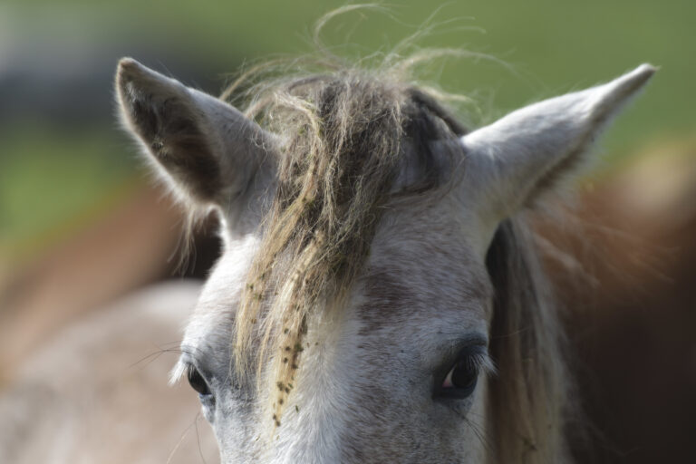 Horses are routinely exploited and cruelly mined for their hormones (AP/Carlos Giusti)