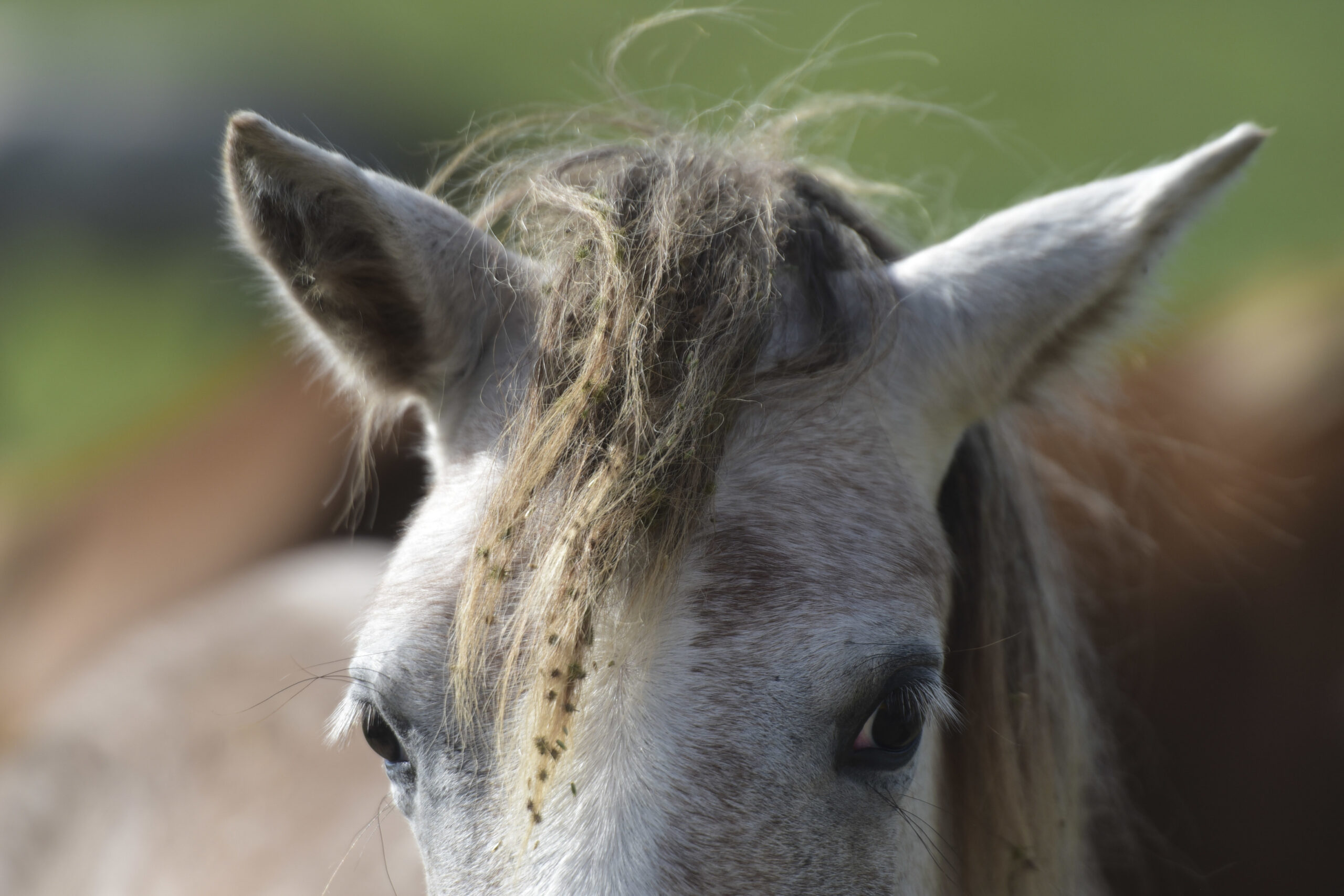 Horses are routinely exploited and cruelly mined for their hormones (AP/Carlos Giusti)