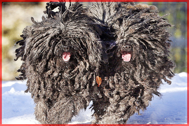 The two Pulis Quastie and Gin-Gin run in the snow in their garden in Lautertal, southern Germany, Thursday, Jan. 5, 2017. Pulis are Hungarian sheepdogs and rarely seen in Germany. (AP Photo/Michael Probst) (AP)