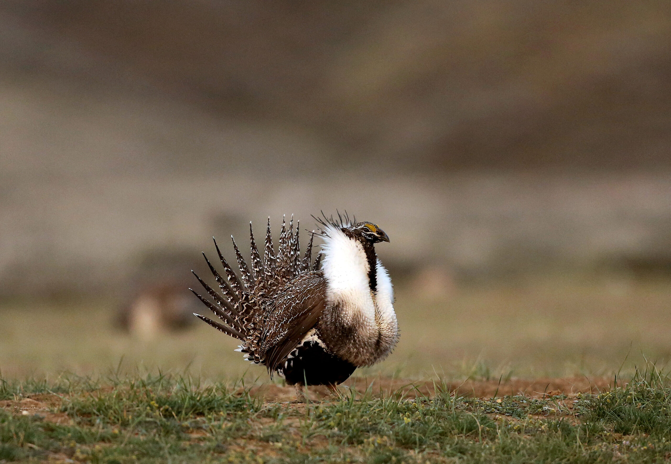 FILE - In this April 22, 2015, file photo, a male sage grouse struts in the early morning hours on a leak outside Baggs, Wyo. (Dan Cepeda/The Casper Star-Tribune via AP, File) (AP)