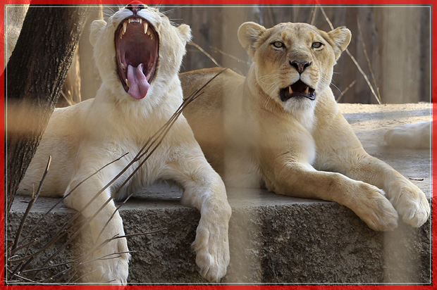 A lion family rests at the Tbilisi Zoo in Tbilisi, Georgia, Tuesday, Jan. 17, 2017. The Tbilisi Zoo received several dozen new animals last year from zoos around the world after devastating floods in 2015 left hundreds of animals dead. (AP Photo/Shakh Aivazov) (AP)