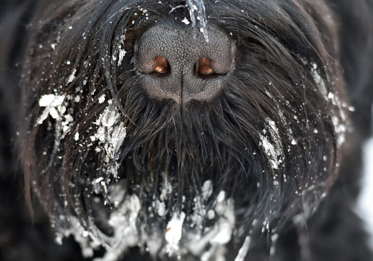 (Britta Pedersen/AFP/Getty Images)