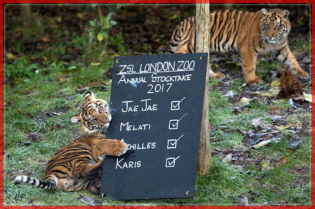 A Sumatran Tiger cub is pictured playing with the board during the annual stocktake photocall at London Zoo in central London on January 3, 2017. 
The compulsory annual count is required as part of the zoo's licence. / AFP / Daniel LEAL-OLIVAS        (Photo credit should read DANIEL LEAL-OLIVAS/AFP/Getty Images) (Afp/getty Images)