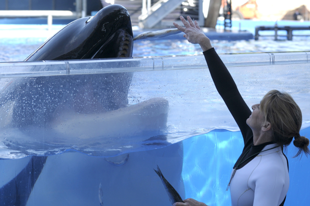 Tilikum, photographed during a training session at the theme park's Shamu Stadium in Orlando, Fla., March 7, 2011. (AP/Phelan M. Ebenhack)