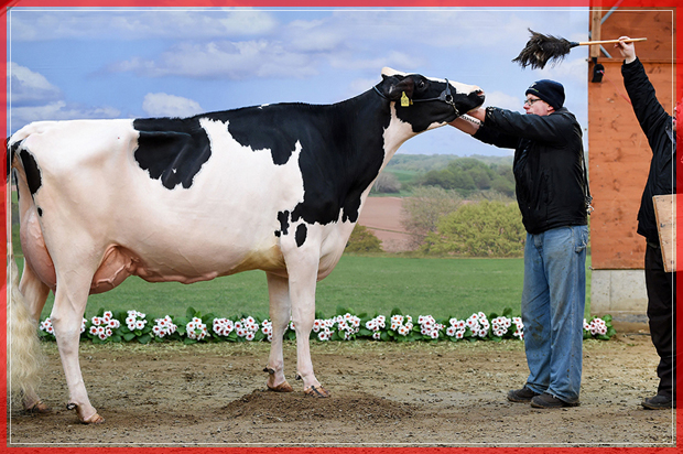 A cow is made ready to be photographed during the 44th edition of the "Schau der Besten" (Show of the Best) dairy cow beauty pageant on February 23, 2017 in Verden an der Aller, northwestern Germany.
About 200 cows compete in 18 different categories. / AFP / dpa / Carmen Jaspersen / Germany OUT        (Photo credit should read CARMEN JASPERSEN/AFP/Getty Images) (Afp/getty Images)