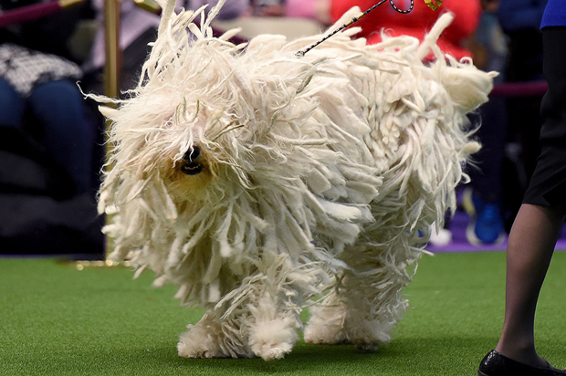 Komondor "BettyBoop" is seen in the judging area during day two of competition at the Westminster Kennel Club 141st Annual Dog Show in New York on February 14, 2017. / AFP / TIMOTHY A. CLARY        (Photo credit should read TIMOTHY A. CLARY/AFP/Getty Images) (Afp/getty Images)