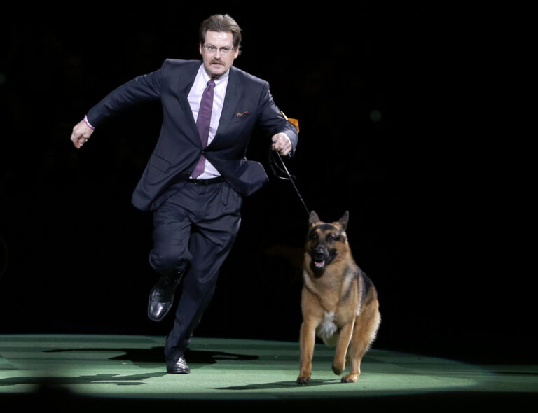 FILE - In this Feb. 16, 2016, file photo, Rumor, a German shepherd, and Kent Boyles take a lap around the ring during the best in show competition at the 140th Westminster Kennel Club dog show at Madison Square Garden in New York. CJ, a German shorthaired pointer, won best in show. Rumor, who just missed winning at the Westminster Kennel Club in 2016, came back to score a big victory Monday, Feb. 13, 2017, beating out favored Preston the puli in the herding group. (AP Photo/Seth Wenig, File) (AP)