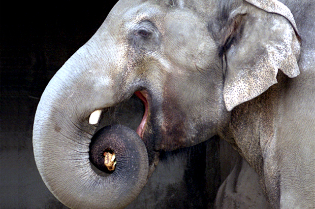 Packy, the elephant (AP/John Gress)
