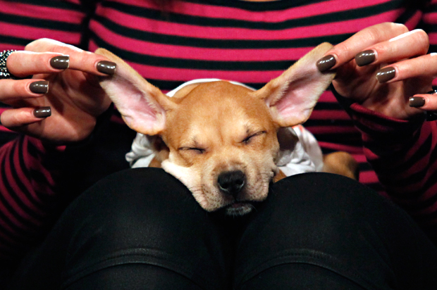 A Puppy Bowl VIII participant (Getty/Cindy Ord)