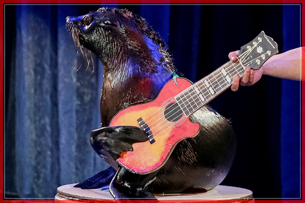 A seal performs during the presentation of the new show "Water and Fire" at the National Circus in Kiev, Ukraine, February 16, 2017.  REUTERS/Gleb Garanich     TPX IMAGES OF THE DAY - RTSZ0VI (© Gleb Garanich / Reuters)