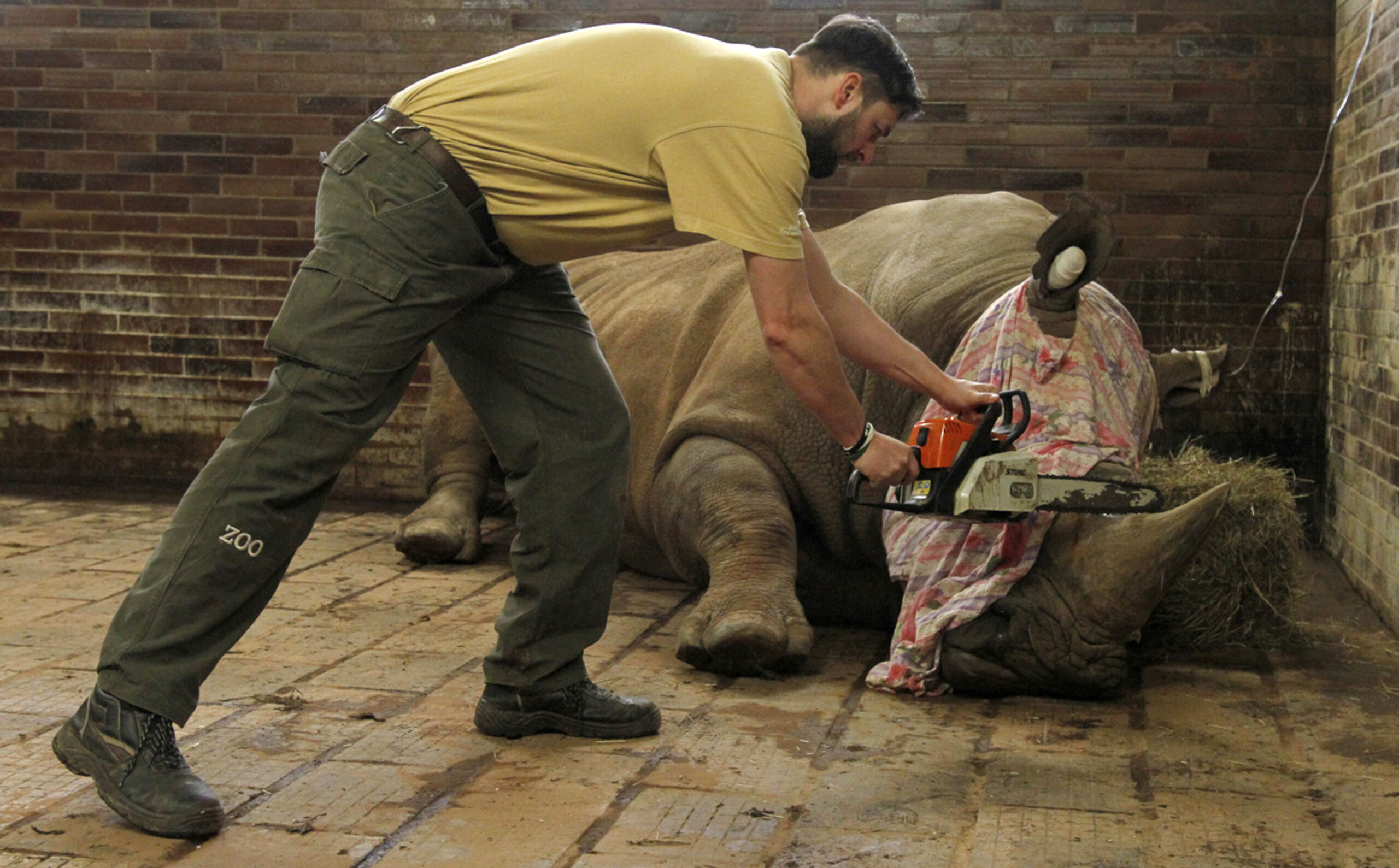 In this picture publicly provided by the zoo Dvur Kralove and taken on Monday, March 20, 2017, in Dvur Kralove, a zoo keeper removes  a horn of  Pamir, a southern white rhino, as one of the safety measures to reduce the risk of any potential poaching attack. The zoo's decision follows the incident in the French Zoo Thoiry, where one of the white rhinos was killed by poachers for its horn in the beginning of March. (Simona Jirickova/Zoo Dvur Kralove via AP) (AP)