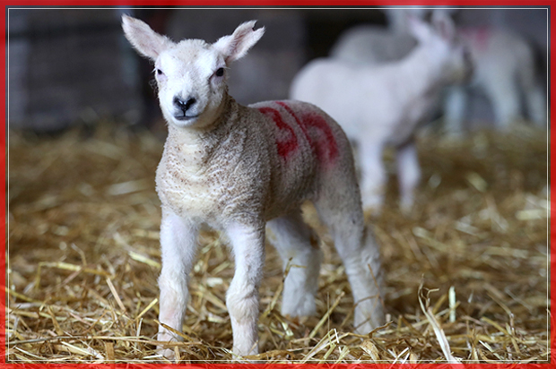BRECON, WALES - MARCH 02: New-born lambs in the lambing pen on Gwndwnwal Farm during lambing season on March 2, 2017 in Brecon, Wales. Gwndwnwal Farm is a family run livestock farm in Brecon, South East Wales. The Brute Family are expecting to lamb 600 ewes this season producing over 1000 young. The season generally starts late January and runs through until April. These are the first lambs of spring which began, meteorologically, yesterday, 1st March. (Photo by Chris Jackson/Getty Images) (Getty Images)