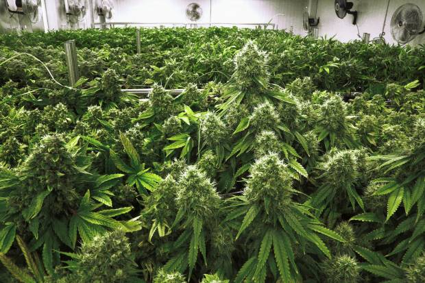 Can you smoke pot and work undercover, some wonder? (AP Photo/Seth Perlman, File)