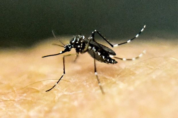 An Aedes Aegypti mosquito (Afp/getty Images)