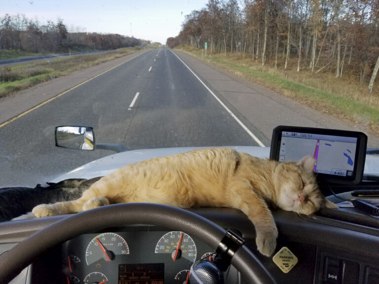 This Oct. 22, 2016 photo provided by Paul Robertson shows Percy the cat lounging on the dashboard of owner Paul Robertson's semitrailer. Robertson, a long-haul semitrailer driver, was reunited with his cat during a delivery in Shoals, Ind., on Feb. 25, 2017. Percy survived a trip of 400 miles by clinging to the undercarriage of his semi. Robertson thought he had lost his traveling companion at a rest stop in Ohio and was astonished when the cat wandered out from under the truck in Indiana. (Paul Robertson via AP) (AP)
