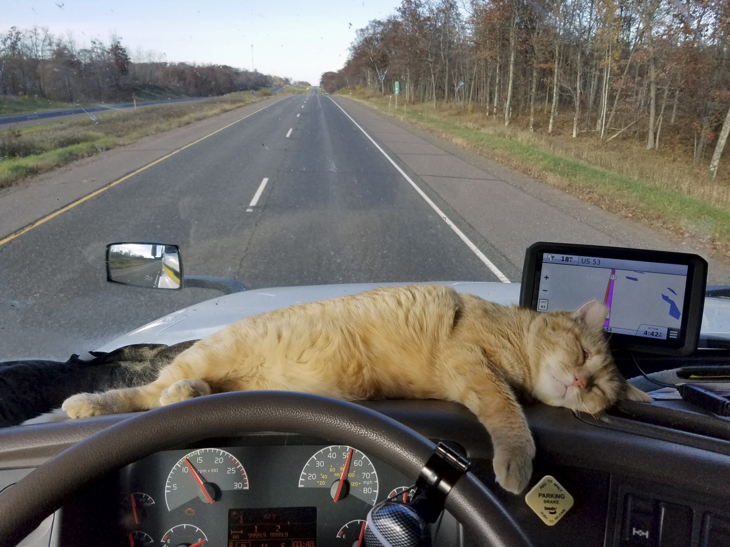 This Oct. 22, 2016 photo provided by Paul Robertson shows Percy the cat lounging on the dashboard of owner Paul Robertson's semitrailer. Robertson, a long-haul semitrailer driver, was reunited with his cat during a delivery in Shoals, Ind., on Feb. 25, 2017. Percy survived a trip of 400 miles by clinging to the undercarriage of his semi. Robertson thought he had lost his traveling companion at a rest stop in Ohio and was astonished when the cat wandered out from under the truck in Indiana. (Paul Robertson via AP) (AP)