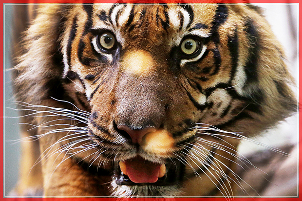 Male Sumatra tiger Vanni checks out its new enclosure in the zoo in Frankfurt, Germany, on its first public appearance Wednesday, March 1, 2017. The six-year-old tiger was ordered as company for female tiger Malea that had lived alone for the last three years. (AP Photo/Michael Probst) (AP)