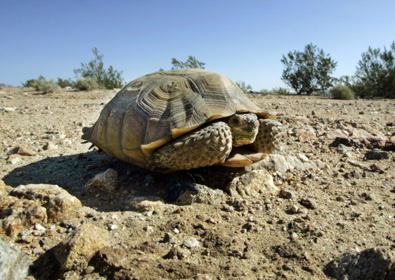 FILE - This Sept. 3, 2008 file photo shows an endangered desert tortoise sitting in the middle of an eastern Mojave Desert road near Ivanpah, Calif. (AP Photo/Reed Saxon, File)