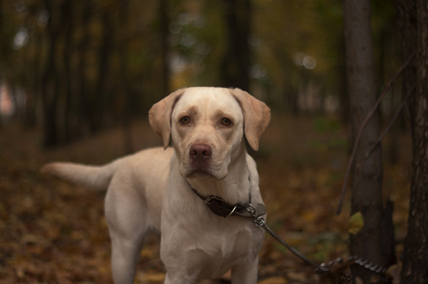 (<a href='https://www.shutterstock.com/g/daines_3'>daines_3</a> via <a href='http://www.shutterstock.com/'>Shutterstock</a>)
