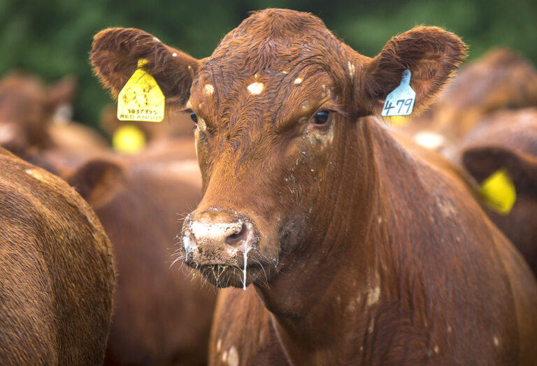 ROGER NEB - 6/14/2017 - A red angus steer waits to be fed on June 14, 2017, on the Heavican farm. The small family farm buys, feeds and then sells about 140 red angus cattle each year for beef at a nearby packing plant in Schuyler, Nebraska. (Alyssa Mae)