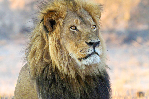 Cecil the Lion, pictured here, was killed in 2015. His son Xanda, was killed by trophy hunters. (AP/Sean Herbert)