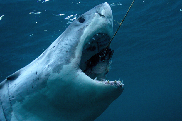 A view of a great white shark. (Discovery Channel)