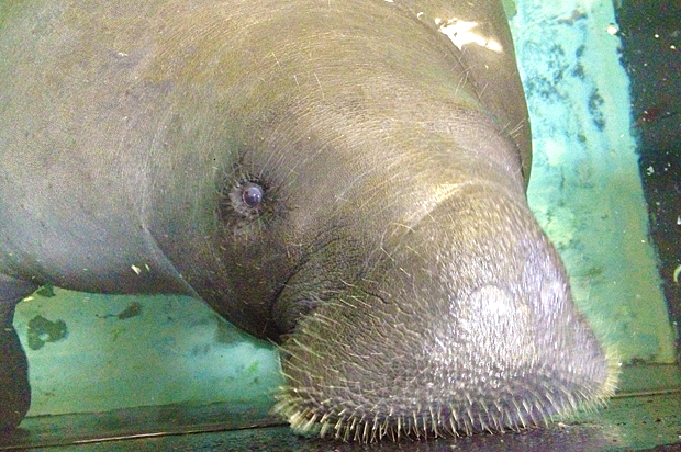 Snooty the manatee (AP/Tamara Lush)