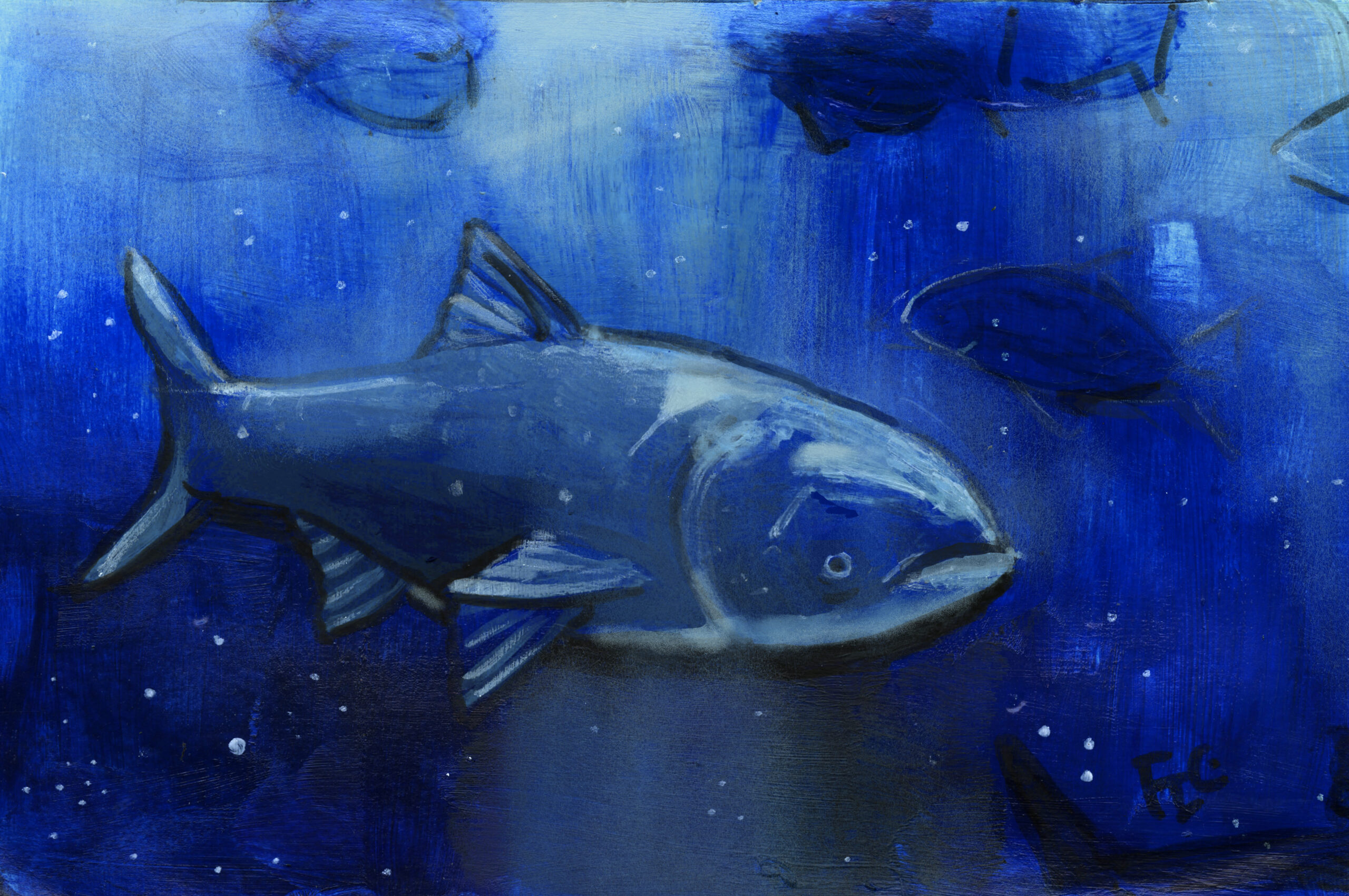Bighead Carp (Salon/Flora Thevoux)