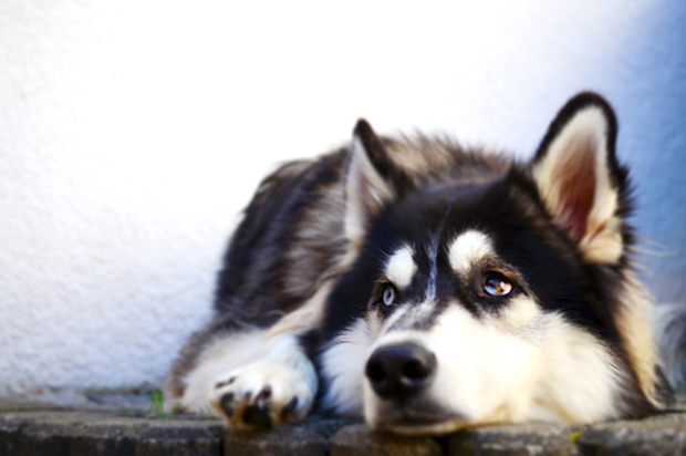 Siberian Husky (Getty/Mirjam Claus)