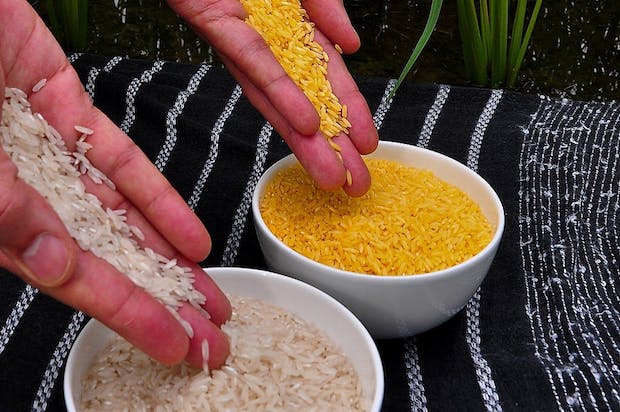 (International Rice Research Institute/Massive)