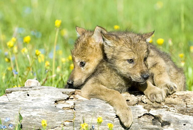 Wolf cubs (Getty/JohnPitcher)