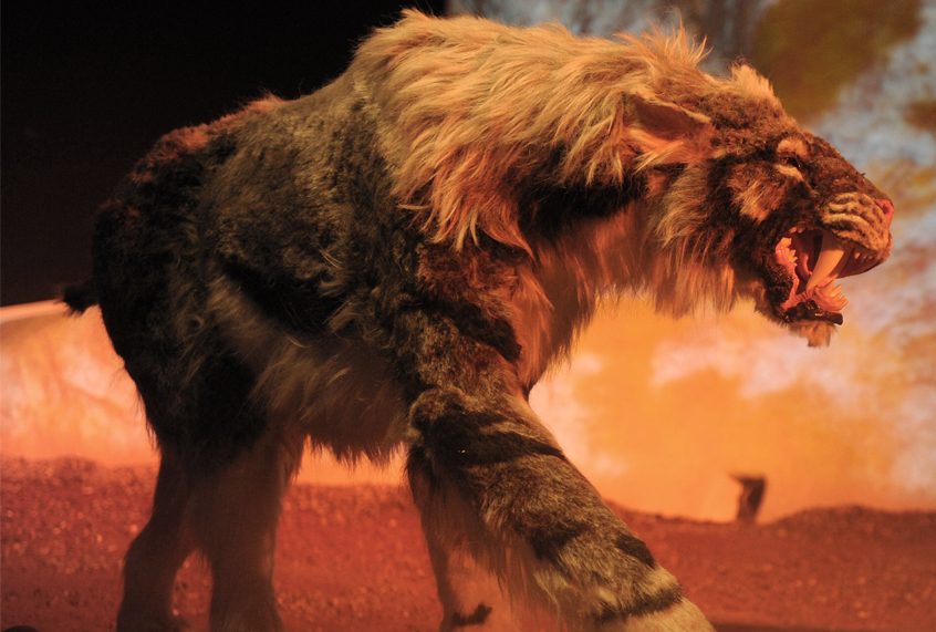 A replica of a saber-tooth tiger at the "Giganten Der Eizeit" exhibition in St Peter-Ording, Germany. (Getty/Krafft Angerer)