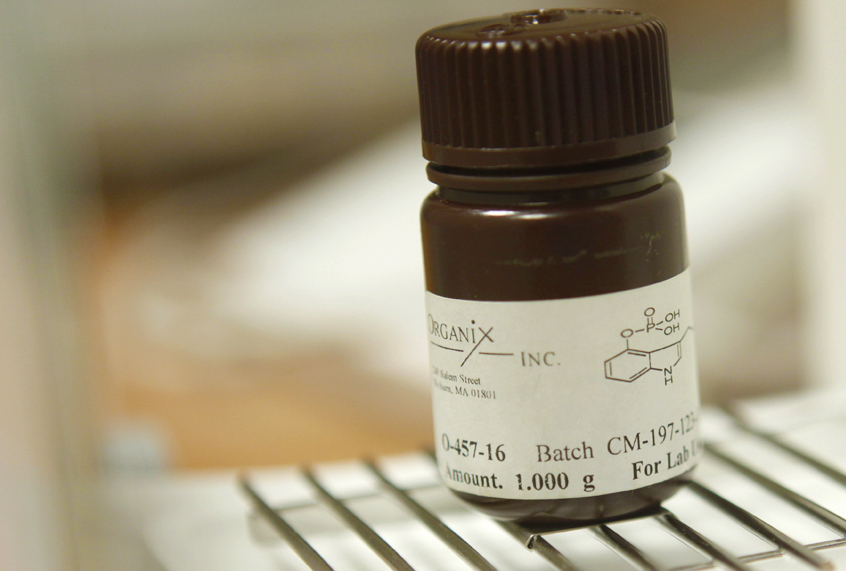Psilocybin, the psychoactive ingredient in hallucinogenic mushrooms (AP/Seth Wenig)