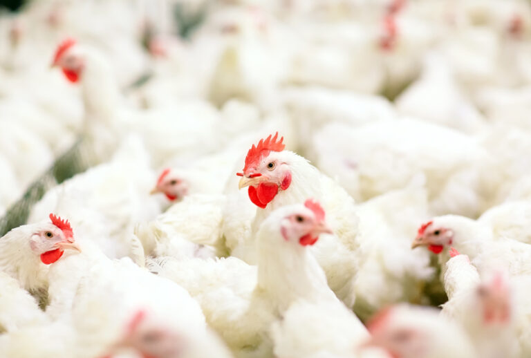 (Shutterstock)