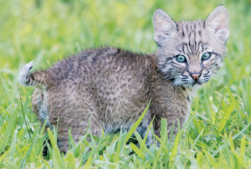 Trooper: The Bobcat Who Came in from the Wild by Forrest Bryant Johnson (Skyhorse Publishing)