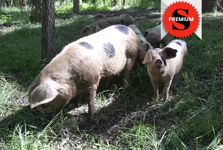 A still from "This Farm is Medicine" (Peter Byck)