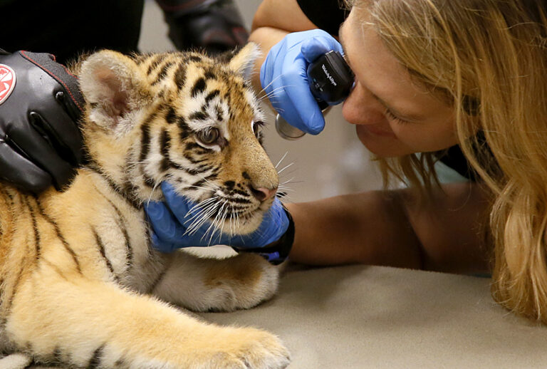 (AP/Sue Ogrocki)