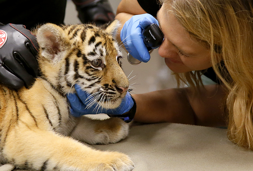 (AP/Sue Ogrocki)