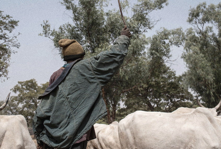 A Fulani herding boy walks with his cows in a field outside Kaduna, northwest Nigeria. (Getty/Stefan Heunis)