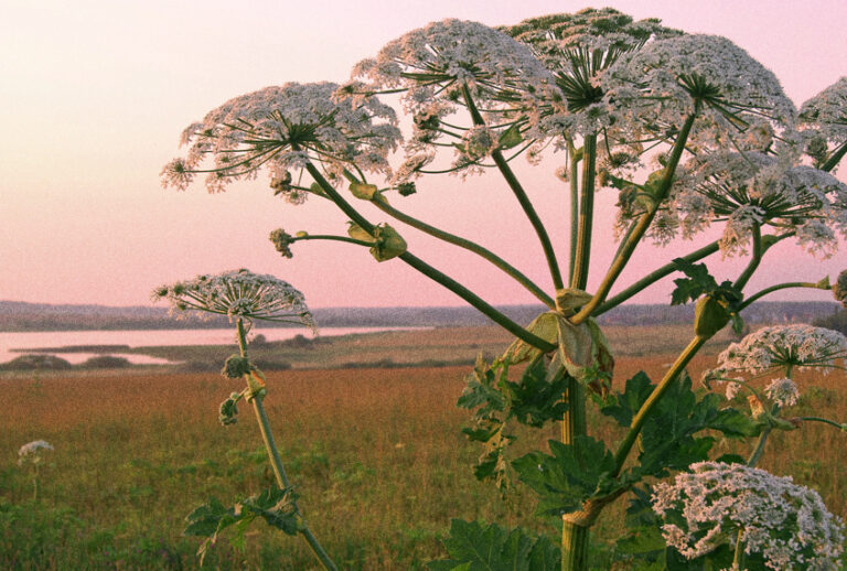 Giant Hogweed (Getty/hapelena)
