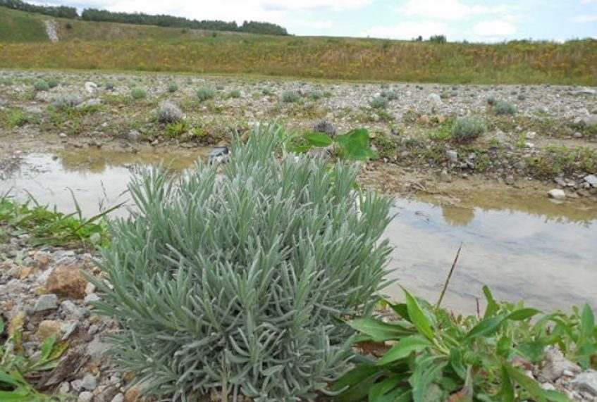 Lavender growing in Boone County W.Va. on top of a reclaimed strip mine, as part of the Green Mining Project. (Janet Kunicki/West Virginia Public Broadcasting/100 Days in Appalachia)