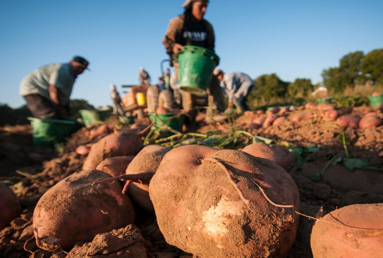 Migrant workers harvesting sweet potatoes in Mechanicsville, Va. (USDA/Civil Eats)