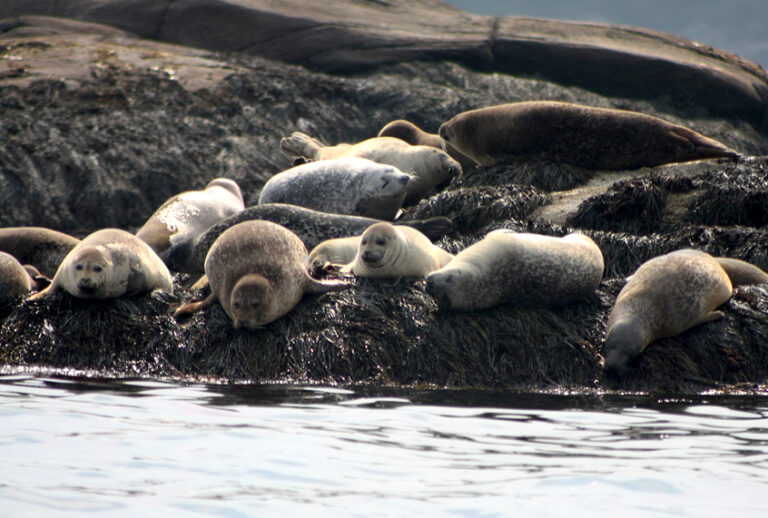 Harbor Seals in Boothbay, Maine (Getty/M00Nkey)