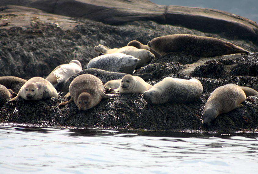 Harbor Seals in Boothbay, Maine (Getty/M00Nkey)