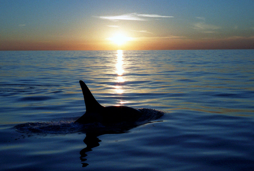 An orca near Catalina Island, Calif., Dec. 12, 1999. (AP)
